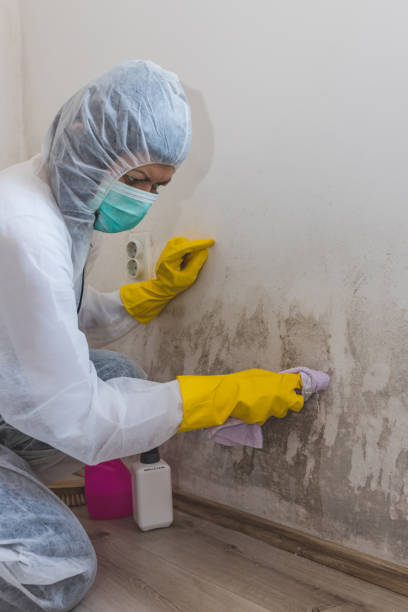 Best Mold Damage Restoration  in Brilliant, AL