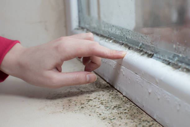 Best Mold-Related Health Consultation  in Brilliant, AL
